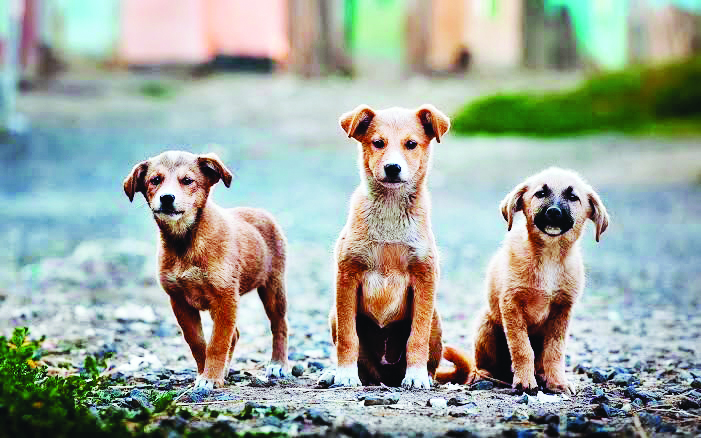 Man versus dog Man versus dog