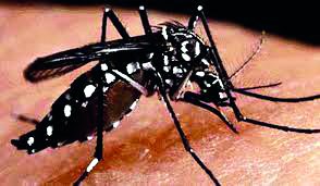 Dengue cases on the rise in South Dinajpur; so far, 41 people have tested positive Dengue cases on the rise in South Dinajpur; so far, 41 people have tested positive