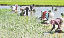 Government eyes record foodgrain output in 2025-26 Kharif season Government eyes record foodgrain output in 2025-26 Kharif season