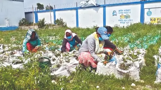 Kalimpong: Fungal disease hampers ginger cultivation Kalimpong: Fungal disease hampers ginger cultivation