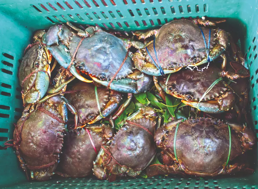 Chilika mud crab fishery set to enter global sustainability certification process Chilika mud crab fishery set to enter global sustainability certification process