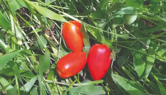 Cherry tomato cultivation brings new opportunities for farmers Cherry tomato cultivation brings new opportunities for farmers