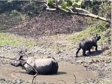 Forest dept seeks expert help to boost genetic diversity among North Bengal’s rhinos Forest dept seeks expert help to boost genetic diversity among North Bengal’s rhinos