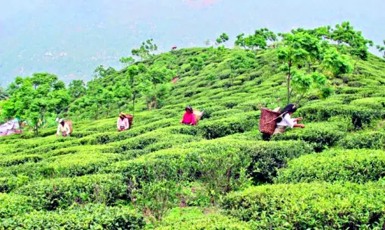Since Jan, 15 tea gardens reopen in Bengal under new SOP introduced by state govt Since Jan, 15 tea gardens reopen in Bengal under new SOP introduced by state govt