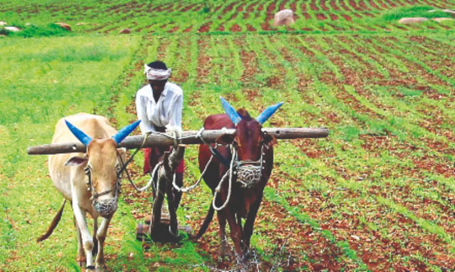 ‘State’s farmer-friendly schemes curb migration & reduce suicide cases’ ‘State’s farmer-friendly schemes curb migration & reduce suicide cases’