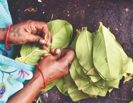 From beedi leaves to blackboard: A mother’s toil and a son’s triumph From beedi leaves to blackboard: A mother’s toil and a son’s triumph