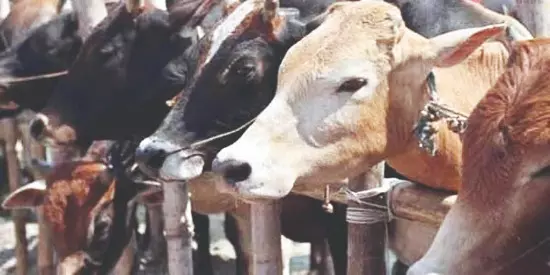 Livestock census: Himachal Pradesh’s big push for animal husbandry, rural livelihood Livestock census: Himachal Pradesh’s big push for animal husbandry, rural livelihood