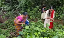 Goans keep intact tradition of preserving wild veggies in monsoon