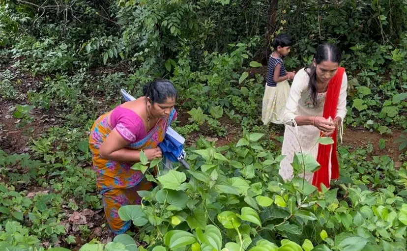 Goans keep intact tradition of preserving wild veggies in monsoon Goans keep intact tradition of preserving wild veggies in monsoon