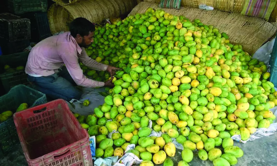 Malda mango festival to showcase over 100 rare & exotic varieties Malda mango festival to showcase over 100 rare & exotic varieties