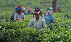 Iran-Israel conflict: Tea exporters anxious, orthodox prices start falling Iran-Israel conflict: Tea exporters anxious, orthodox prices start falling