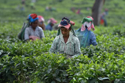 Iran-Israel conflict: Tea exporters anxious, orthodox prices start falling Iran-Israel conflict: Tea exporters anxious, orthodox prices start falling