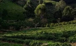 Hidden in Plain Sight