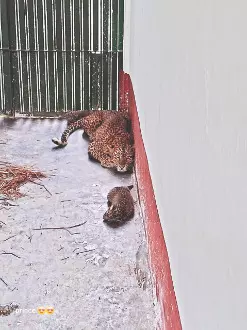 Rescued leopard gives birth in captivity for first time at South Khayerbari Centre Rescued leopard gives birth in captivity for first time at South Khayerbari Centre