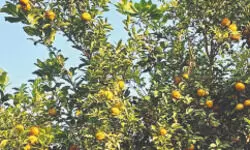 Guava farming brings migrant workers back home to Lokma village Guava farming brings migrant workers back home to Lokma village