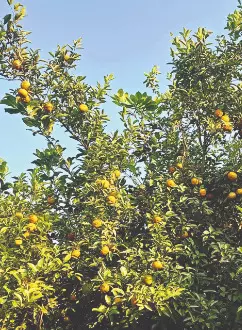Guava farming brings migrant workers back home to Lokma village Guava farming brings migrant workers back home to Lokma village