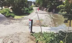 Environmental concerns escalate over tree felling Environmental concerns escalate over tree felling