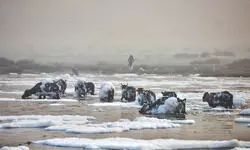 Capital plans bio-CNG plants near dairies to curb Yamuna pollution