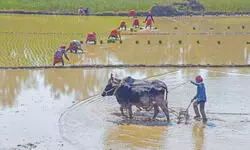 India pushes for duty cuts for labour-intensive sectors