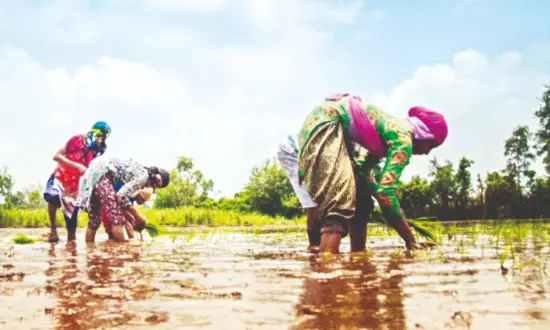 Bengal tops paddy production with record 256.53L MT in 2024–25 Bengal tops paddy production with record 256.53L MT in 2024–25