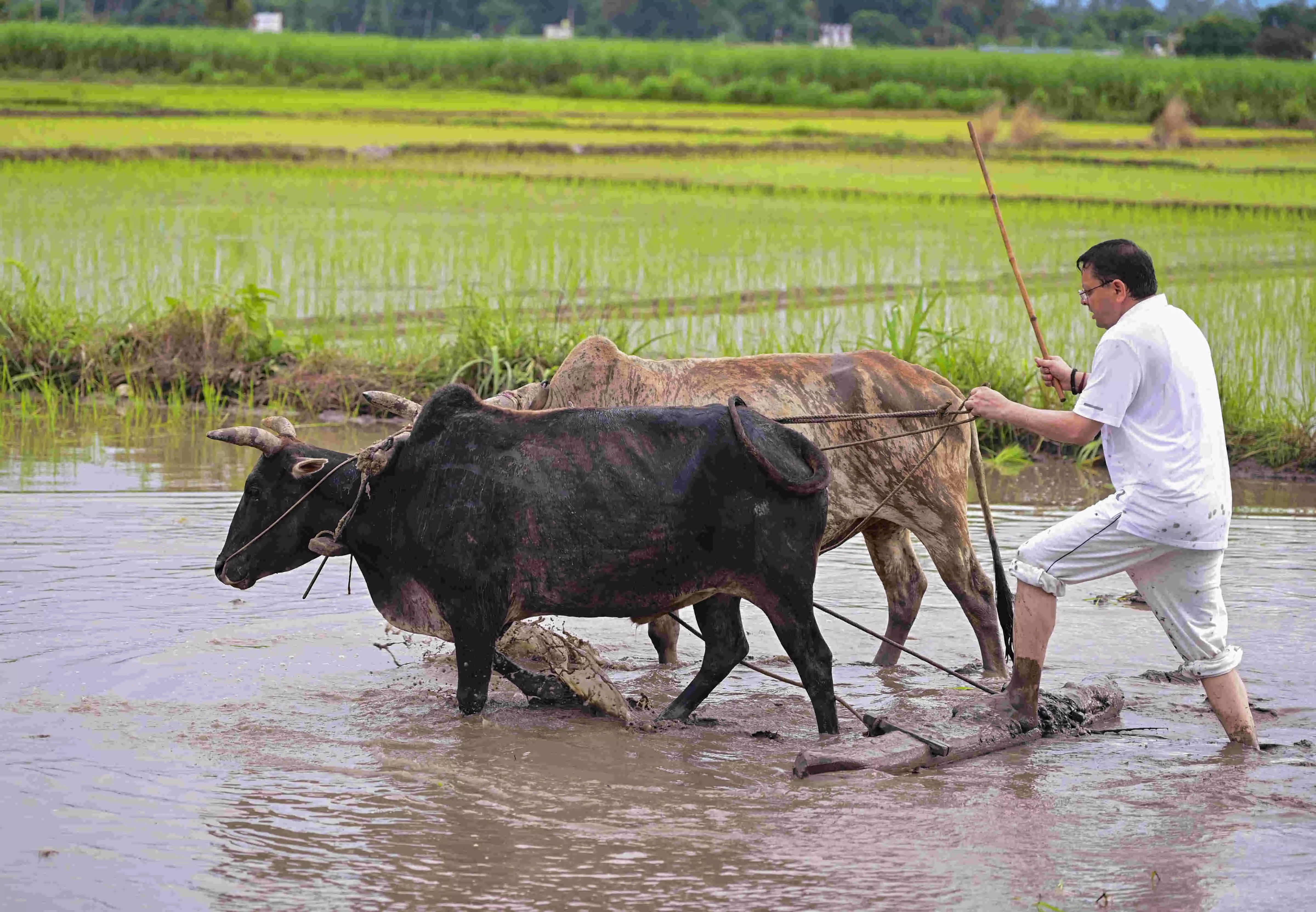 Dhami sows paddy with villagers in tribute to farmers Dhami sows paddy with villagers in tribute to farmers