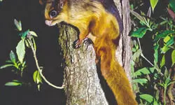 Recent study highlights severe impact of   climate change on giant flying squirrels