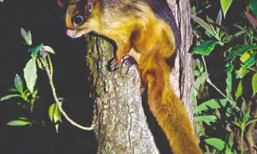 Recent study highlights severe impact of   climate change on giant flying squirrels