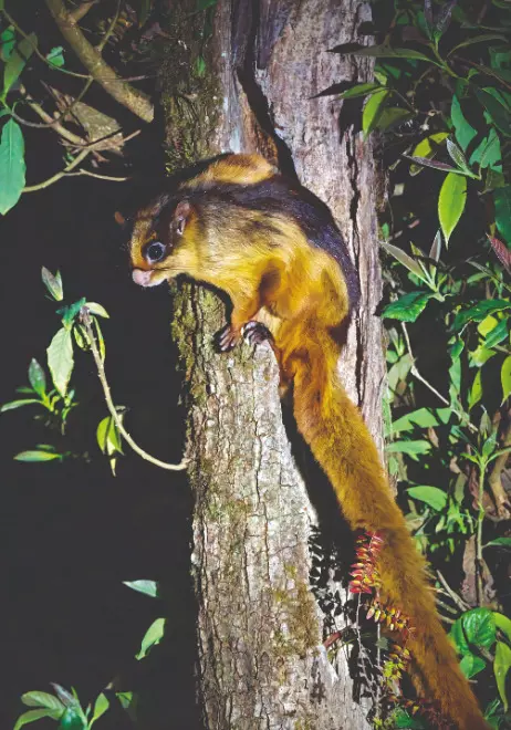 Recent study highlights severe impact of climate change on giant flying squirrels Recent study highlights severe impact of climate change on giant flying squirrels