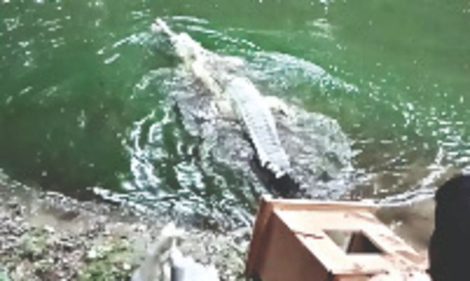 Kolkata to Siliguri: 18 new animals arrive at Bengal Safari Park