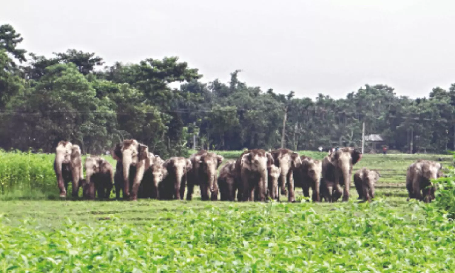 Advanced med care: North Bengal to get state-of-the-art wildlife hospitals