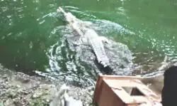 Kolkata to Siliguri: 18 new animals arrive at Bengal Safari Park