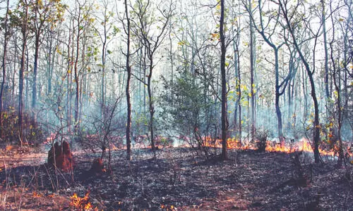 State to convert dry leaves into   pellets to prevent forest fires