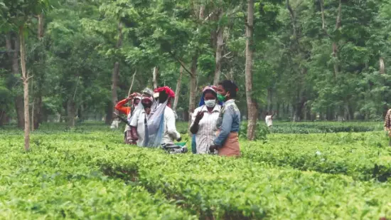 Dooars, Terai tea gardens reeling under prolonged rainfall deficit Dooars, Terai tea gardens reeling under prolonged rainfall deficit