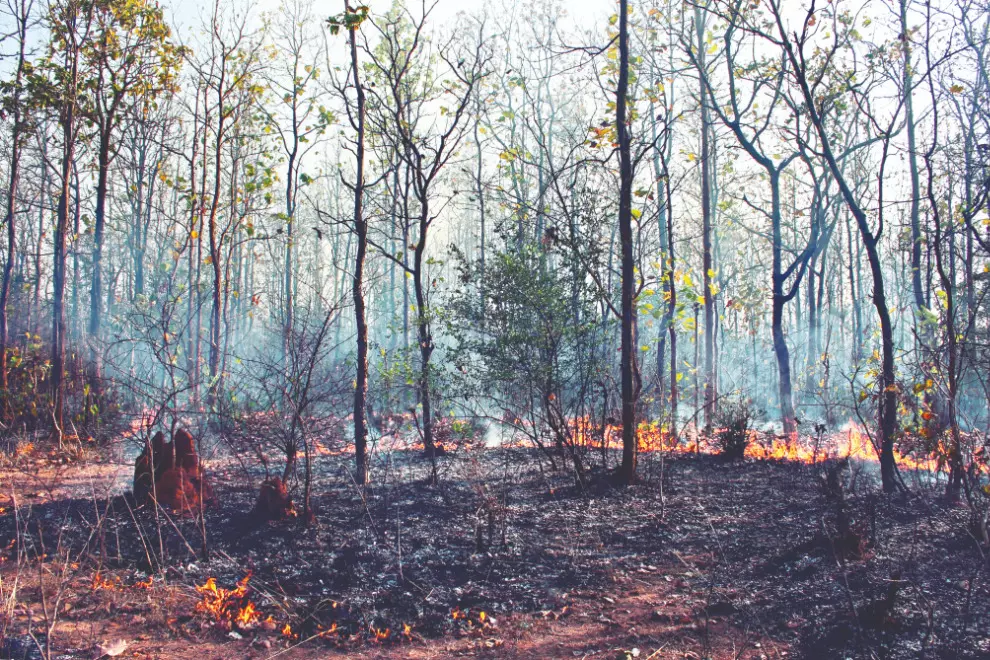 State to convert dry leaves into pellets to prevent forest fires State to convert dry leaves into pellets to prevent forest fires