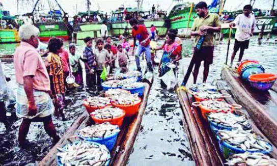 FY 2024-25: Bengal sees 4% rise in marine product export revenue FY 2024-25: Bengal sees 4% rise in marine product export revenue
