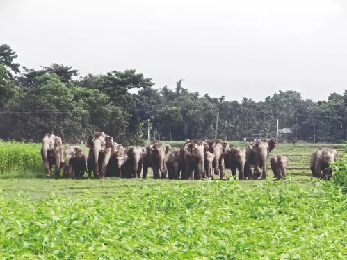 Special drive brings down elephant electrocution deaths to zero Special drive brings down elephant electrocution deaths to zero