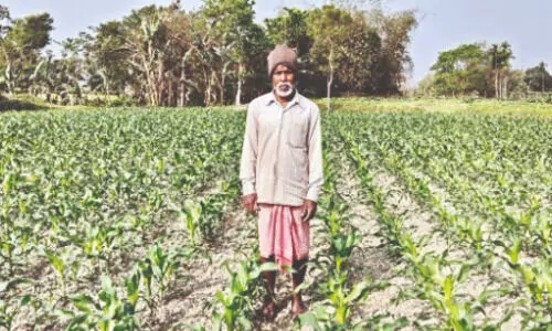 Maize cultivation: State targets 60K hectares over next 3 yrs