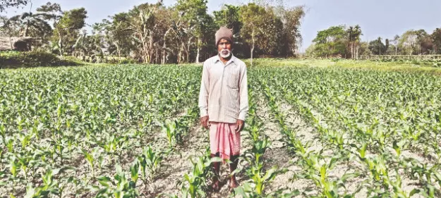 Maize cultivation: State targets 60K hectares over next 3 yrs Maize cultivation: State targets 60K hectares over next 3 yrs