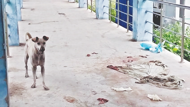 NBMCH: Mutilated body found, attack by stray dogs suspected