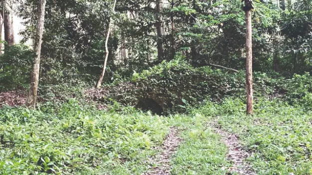 Boost to heritage tourism: State plans to restore Nal Raja’s fort in Chilapata Boost to heritage tourism: State plans to restore Nal Raja’s fort in Chilapata
