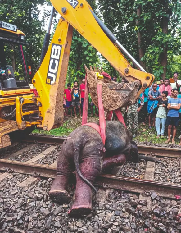 Jhargram: Three jumbos run over by Jan Shatabdi Express Jhargram: Three jumbos run over by Jan Shatabdi Express
