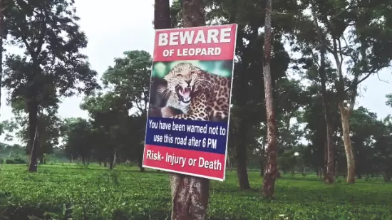 Leopard terror sparks safety measures at Majherdabri Tea Garden Leopard terror sparks safety measures at Majherdabri Tea Garden