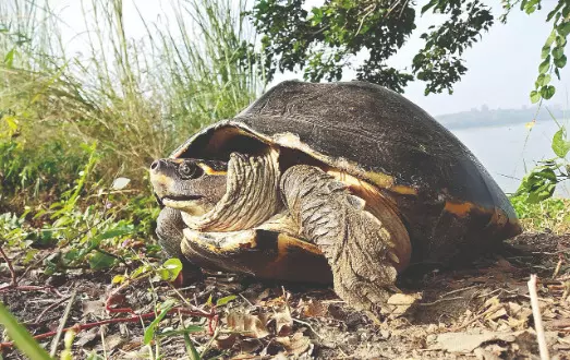 ‘Breakthrough’: Scientists decode genome of ‘endangered’ turtle, map their habitats ‘Breakthrough’: Scientists decode genome of ‘endangered’ turtle, map their habitats