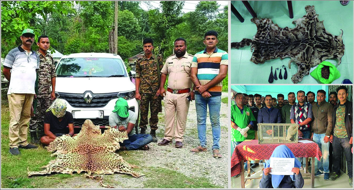 Guardians of the Wild