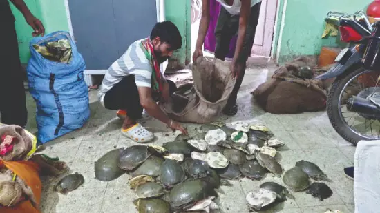 Malda: 268 turtles rescued from train Malda: 268 turtles rescued from train