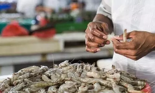 Indias seafood exports set to compete with Vietnam, Singapore after UK trade deal