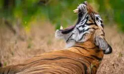 Over 50 pc tiger deaths since 2021 occurred outside tiger reserves: Govt data