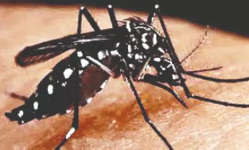 ‘State sees surge in dengue cases in past 2 months’