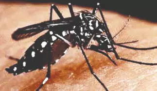 ‘State sees surge in dengue cases in past 2 months’ ‘State sees surge in dengue cases in past 2 months’
