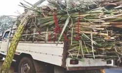 UP leads in sugar production despite drop   in output; slump in recovery sparks alarm